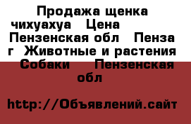 Продажа щенка чихуахуа › Цена ­ 15 000 - Пензенская обл., Пенза г. Животные и растения » Собаки   . Пензенская обл.